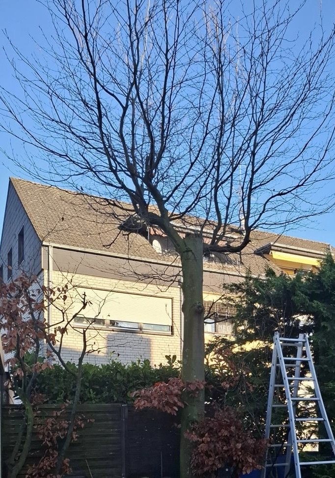 Baum mit gepflegter Krone neben einer Leiter